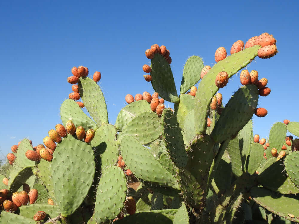 Prickly Pear Cleansing Oil for Healthy Skin! - Organic Pure Oil