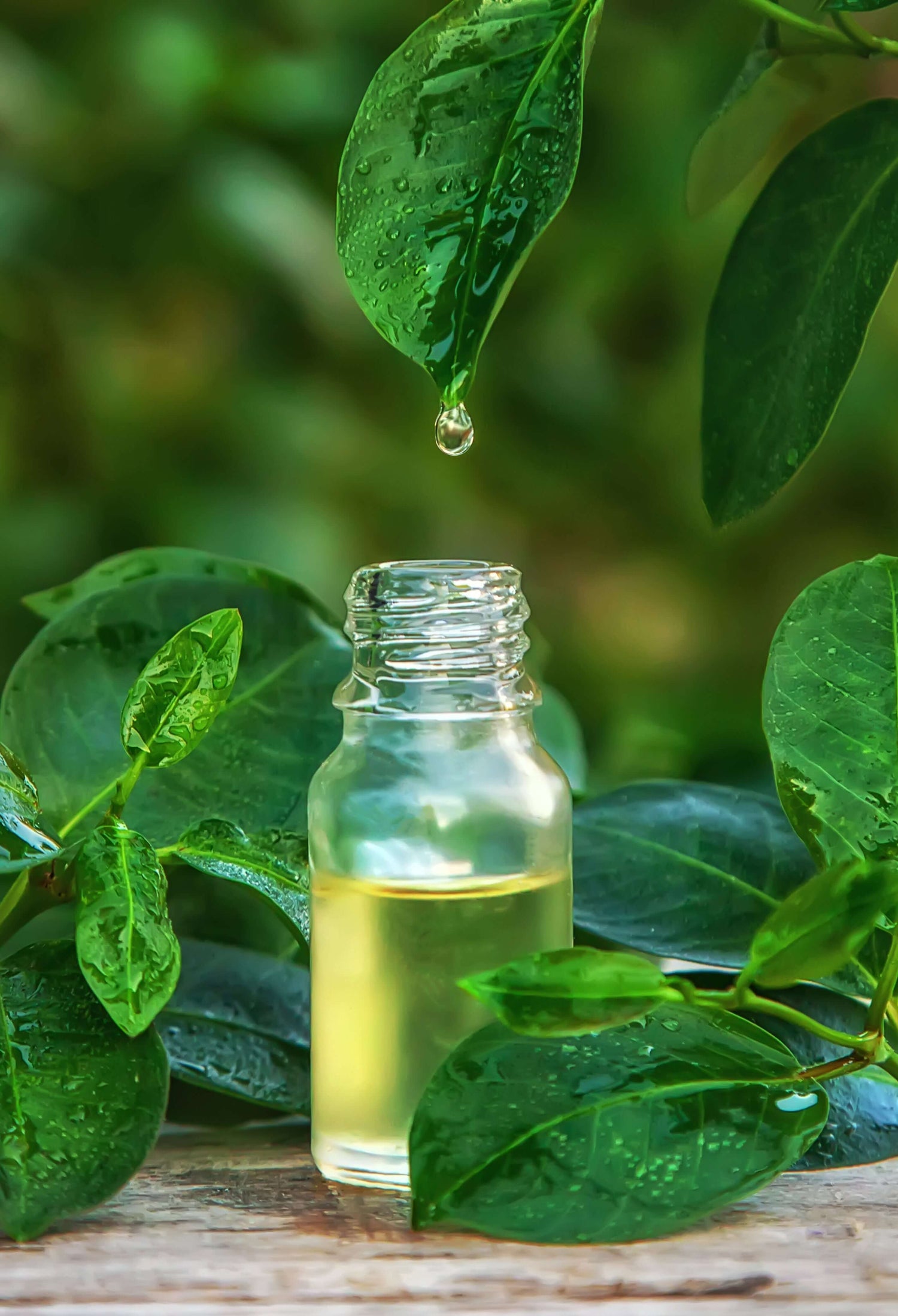 Why Tea Tree is a Must-Have for Your Hair Care Routine