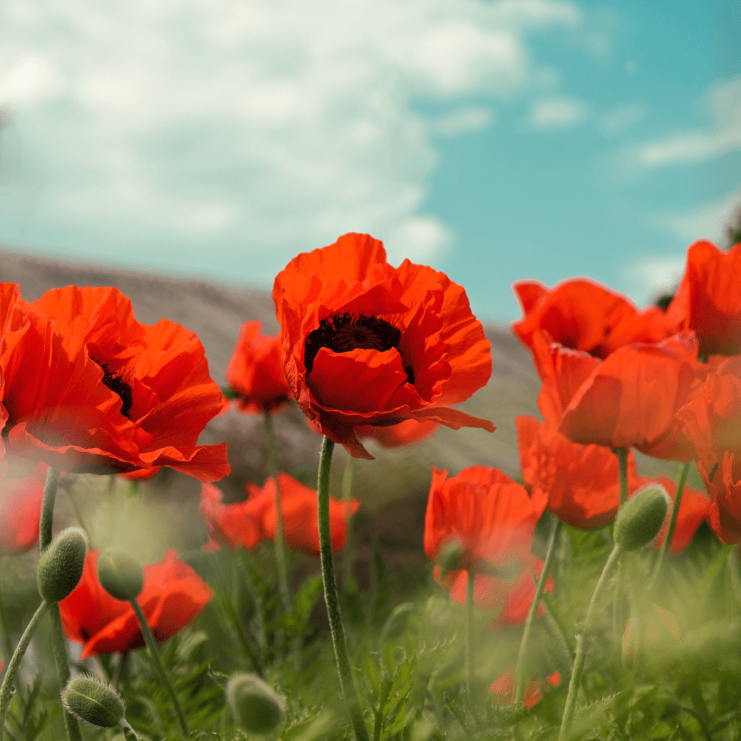 Red Poppy Powder and Moroccan Aker Fassi: The Natural Beauty Secret of Moroccan Women